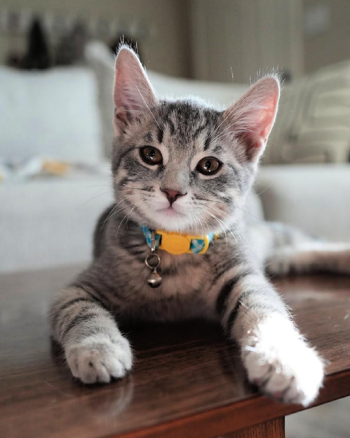 Enlarge Marvin, an adopted mixed breed in Frisco, TX image 3/3