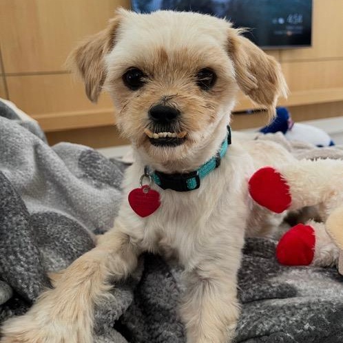 Matzah, ADOPTABLE, Adult Male Shih Tzu & Yorkshire Terrier.