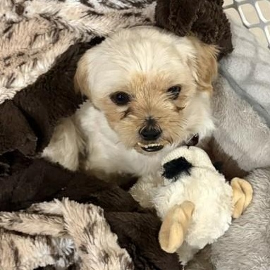 Matzah, a ADOPTABLE mixed breed in Boca Raton, FL image 4/6