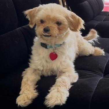 Matzah, a ADOPTABLE mixed breed in Boca Raton, FL image 1/6
