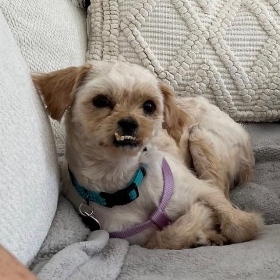 Enlarge Matzah, a ADOPTABLE mixed breed in Boca Raton, FL image 3/4