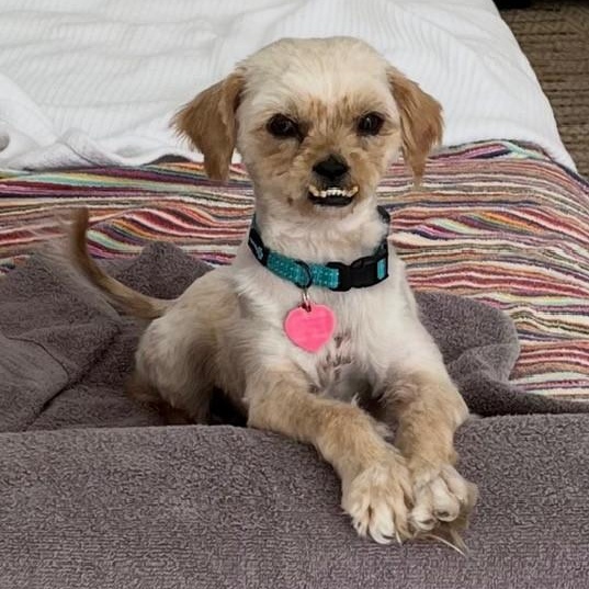 Enlarge Matzah, a ADOPTABLE mixed breed in Boca Raton, FL image 4/4