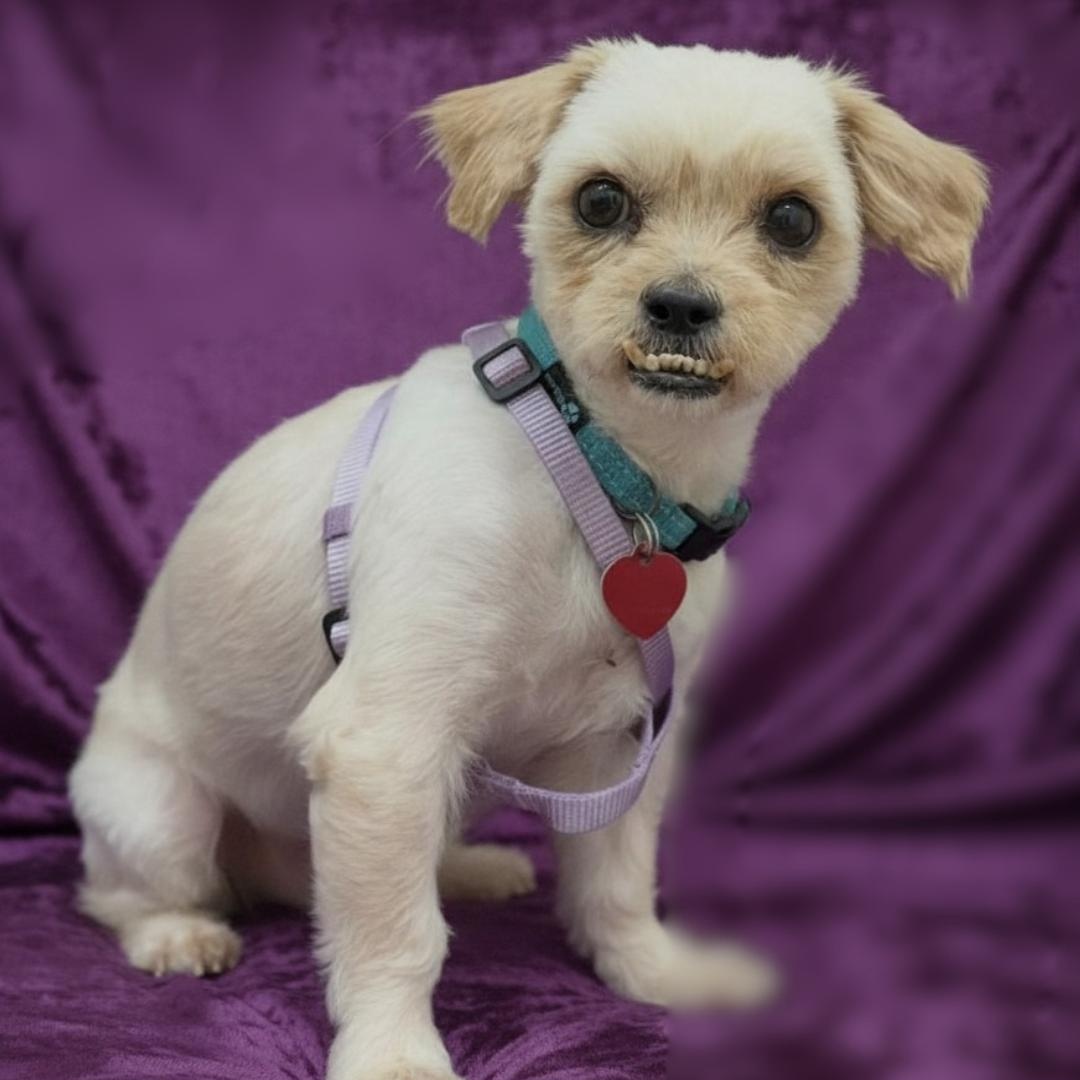 Enlarge Matzah, a ADOPTABLE mixed breed in Boca Raton, FL image 2/4