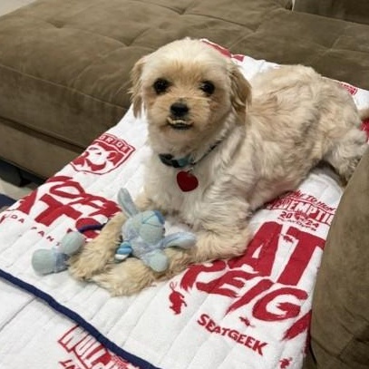 Matzah, ADOPTABLE, Adult Male Shih Tzu & Yorkshire Terrier.