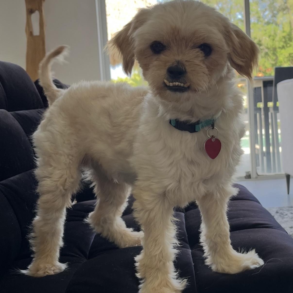 Matzah, a ADOPTABLE mixed breed in Boca Raton, FL image 2/6