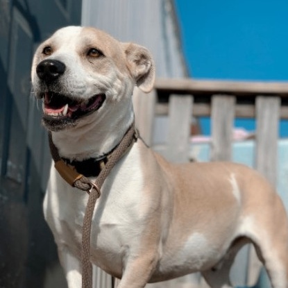 Enlarge *Butters, a Adoptable mixed breed in Justin, TX image 1/3