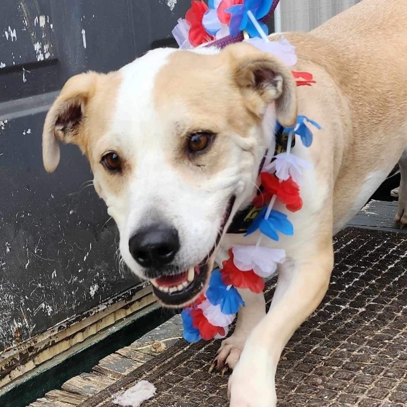 Enlarge *Butters, a Adoptable mixed breed in Justin, TX image 3/3