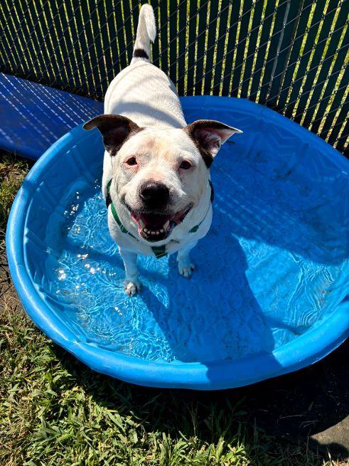 Enlarge Thor 2, a Adoptable mixed breed in Cape May Court House, NJ image 3/3