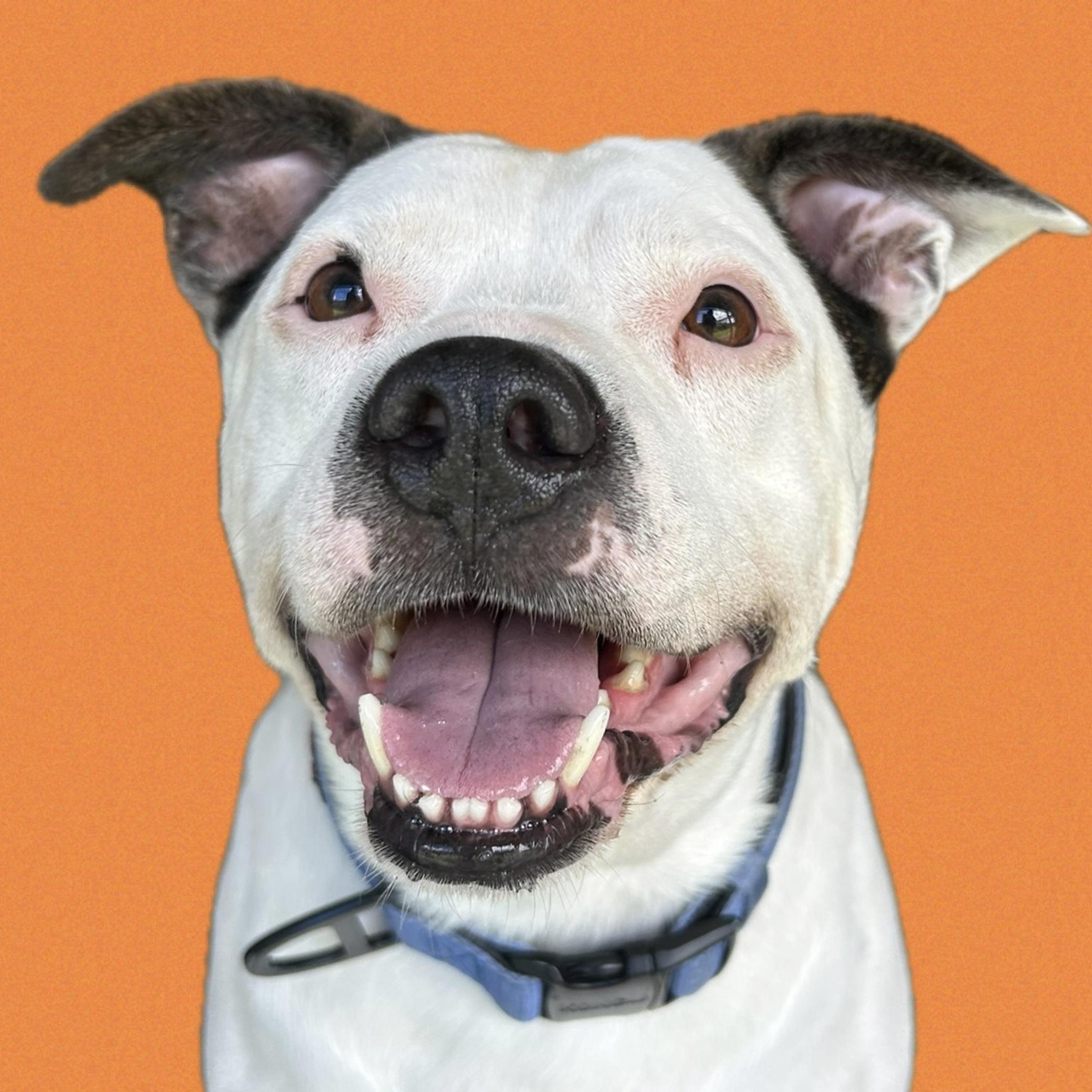 Thor 2, Adoptable, Adult Male Terrier.