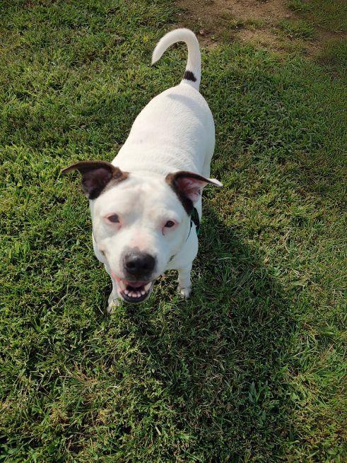 Enlarge Thor 2, a Adoptable mixed breed in Cape May Court House, NJ image 2/3