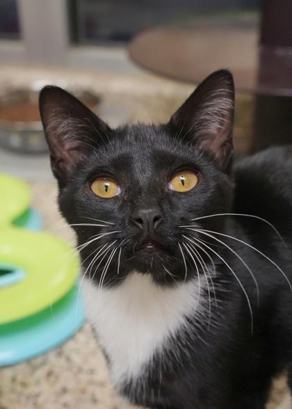 Ska 59245, a Adoptable Domestic Short Hair in Aiken, SC image 1/2