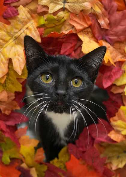 Ska 59245, a Adoptable Domestic Short Hair in Aiken, SC image 2/2