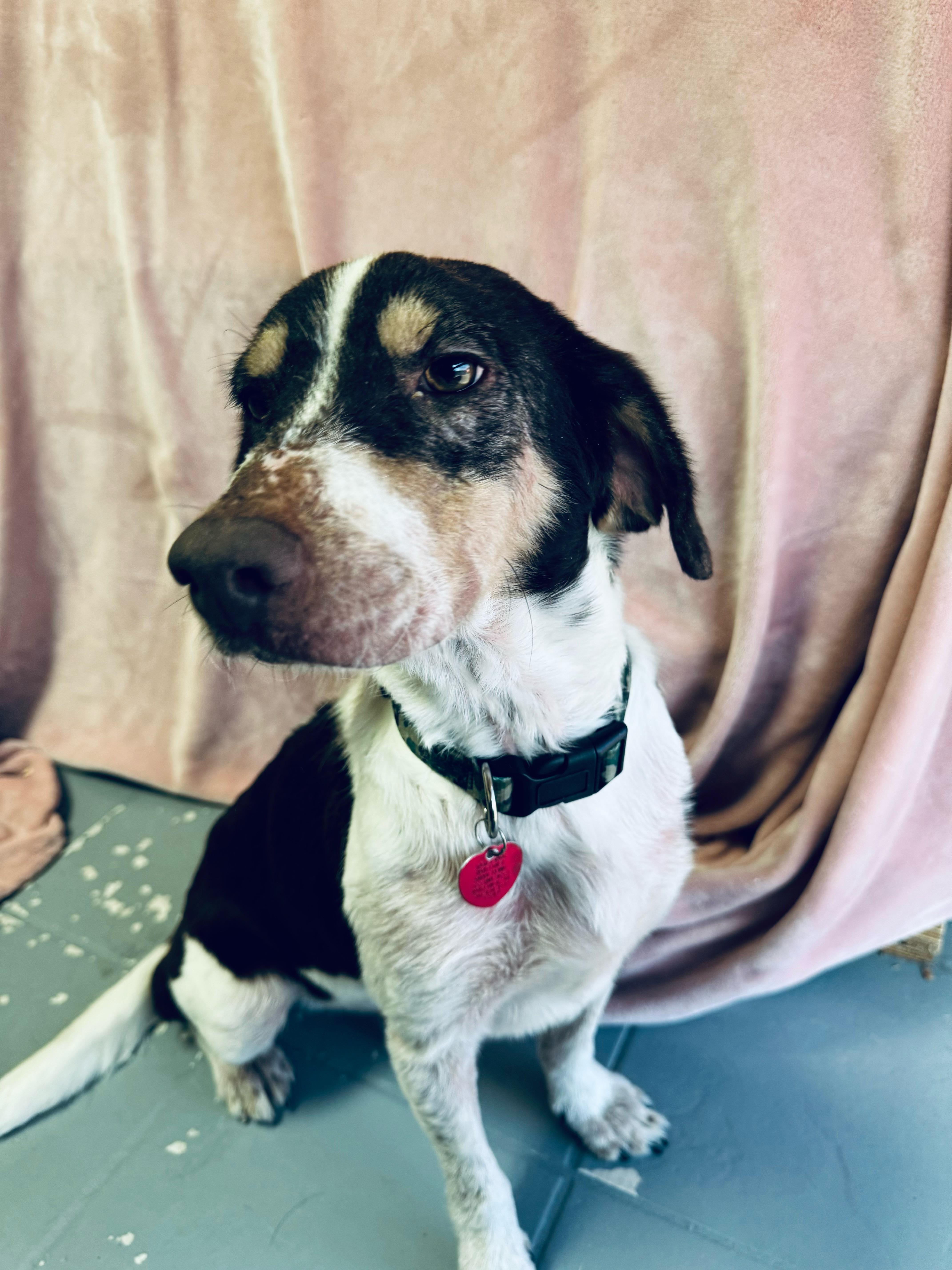 Dog for adoption Woody, a Beagle in Madison, WI Petfinder