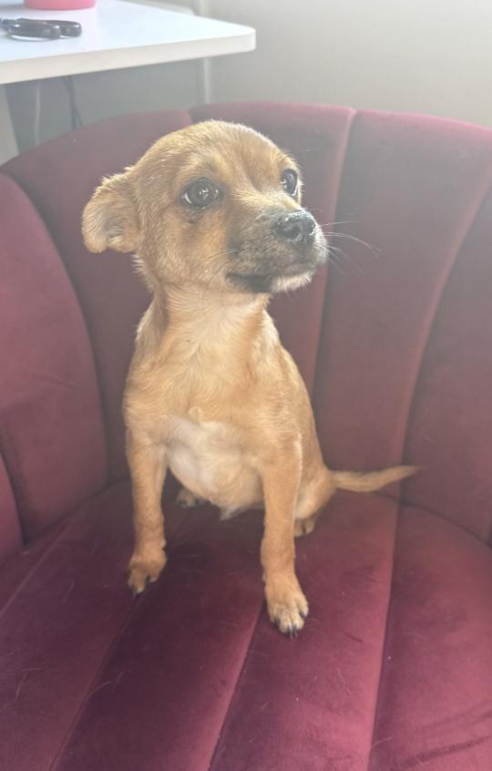 Enlarge Stu, a ADOPTABLE mixed breed in West Hollywood, CA image 1/2