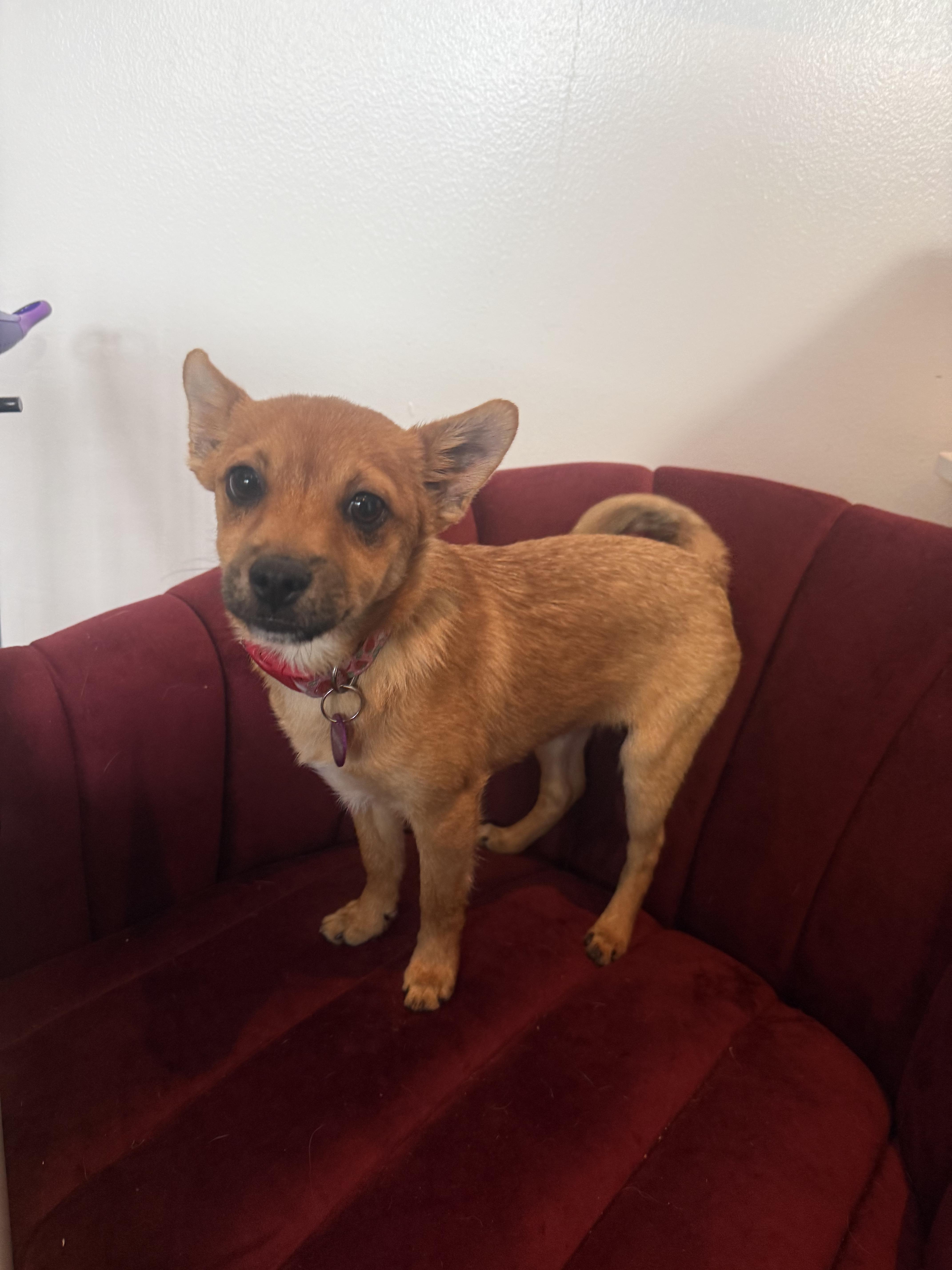 Enlarge Stu, a ADOPTABLE mixed breed in West Hollywood, CA image 2/2