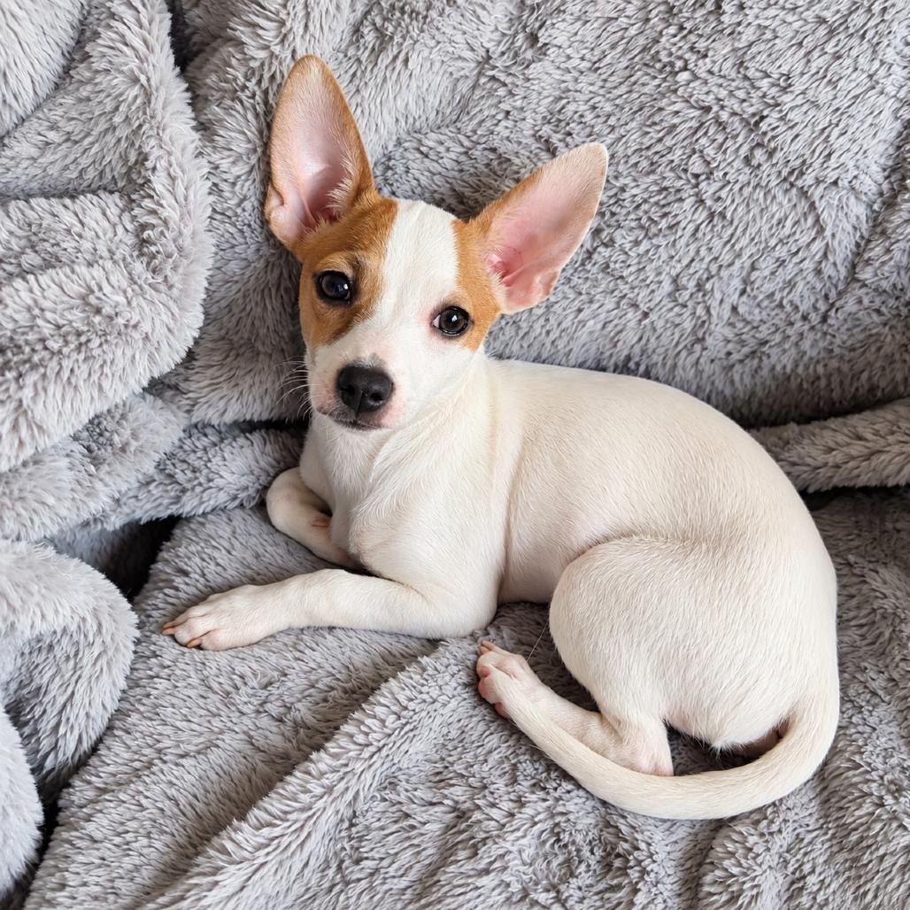 Enlarge Rex, a Adoptable Chihuahua in Sacramento, CA image 2/6