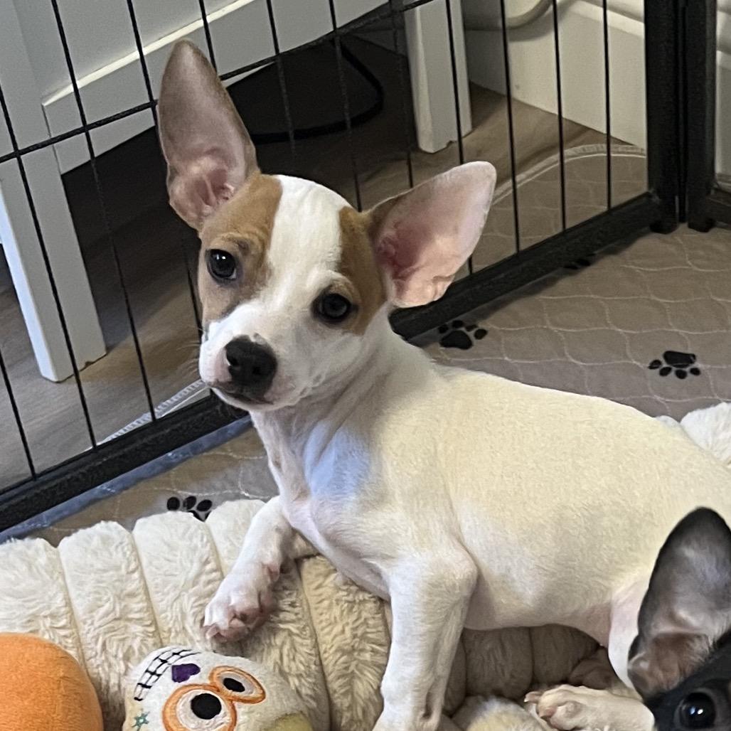 Enlarge Rex, a Adoptable Chihuahua in Sacramento, CA image 3/6