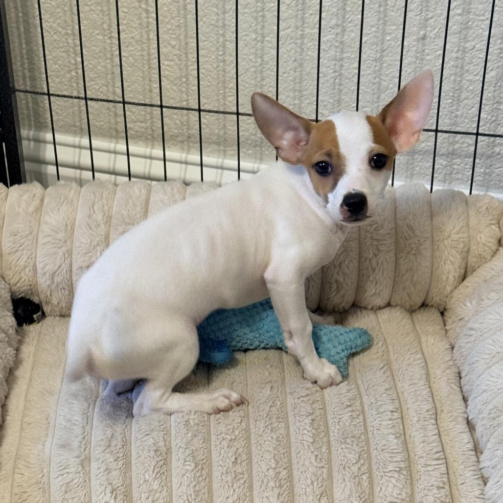 Enlarge Rex, a Adoptable Chihuahua in Sacramento, CA image 5/6