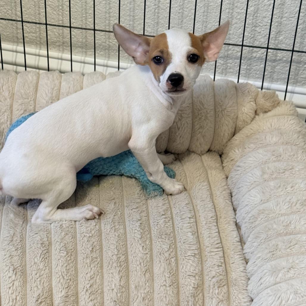 Enlarge Rex, a Adoptable Chihuahua in Sacramento, CA image 6/6