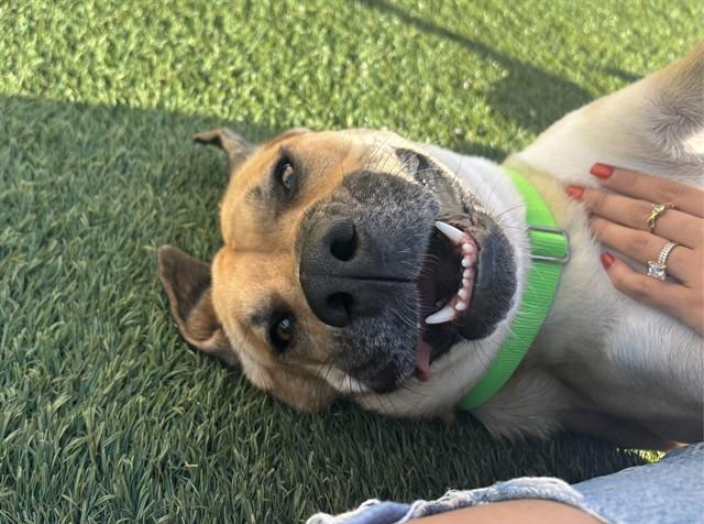 CANELO — thumbnail 2