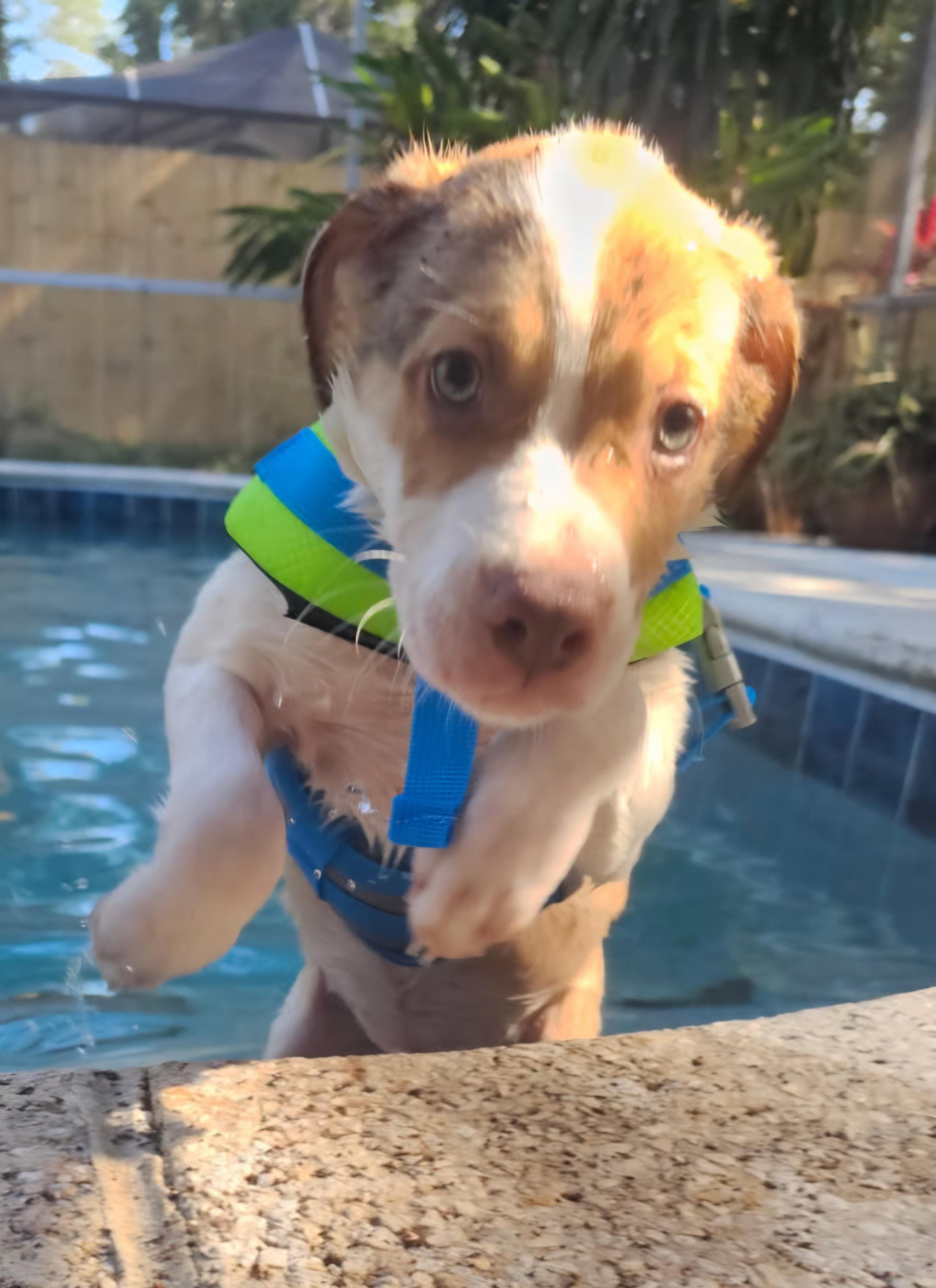 Mackenzie, Puppy Born March 10, 2026, ADOPTABLE, Puppy Male Labrador Retriever.