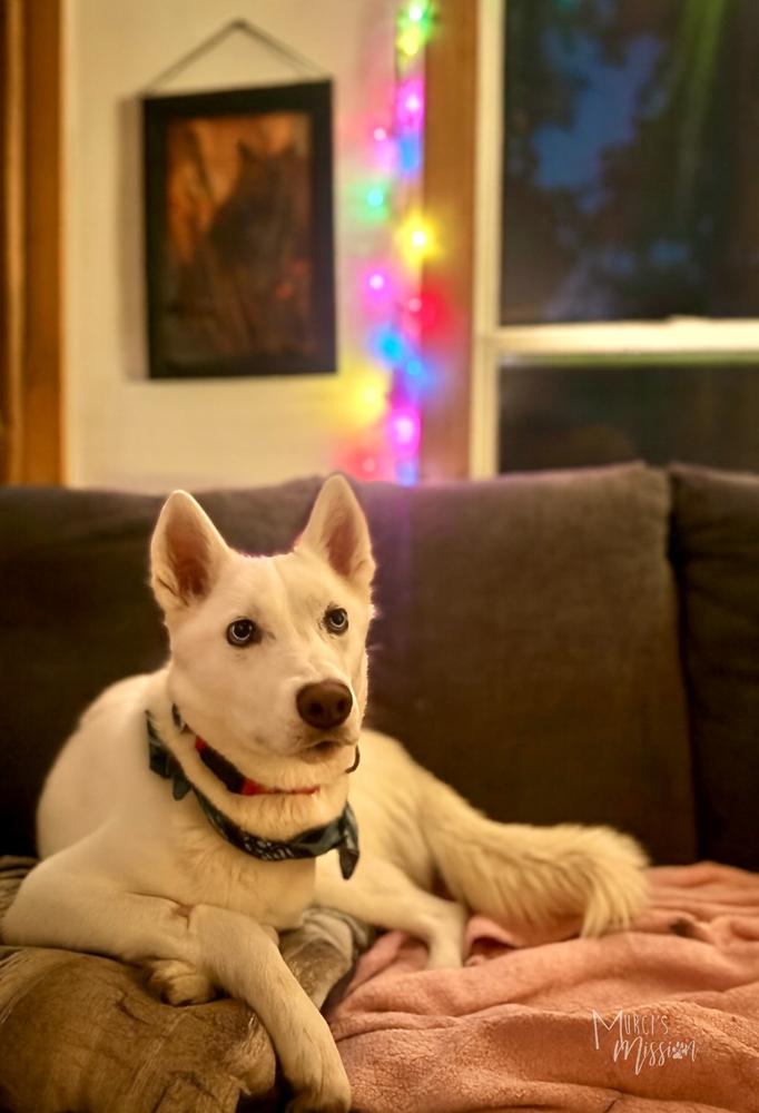 Journey, Adoptable, Adult Female Mixed Breed.