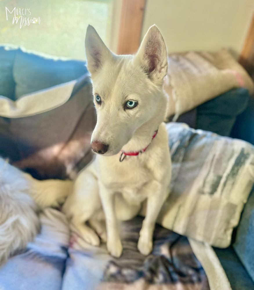 Journey, a Adoptable mixed breed in Spokane , WA image 2/6