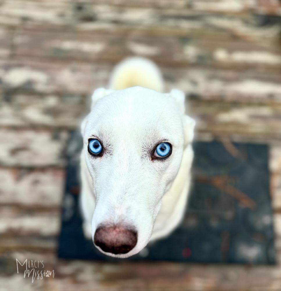 Journey, a Adoptable mixed breed in Spokane , WA image 3/6