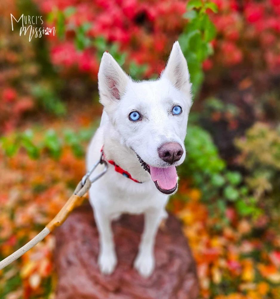 Journey, a Adoptable mixed breed in Spokane , WA image 5/6