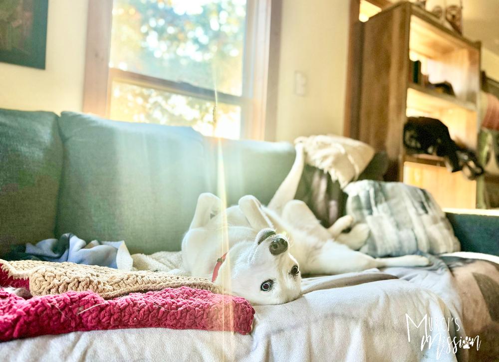 Journey, a Adoptable mixed breed in Spokane , WA image 6/6