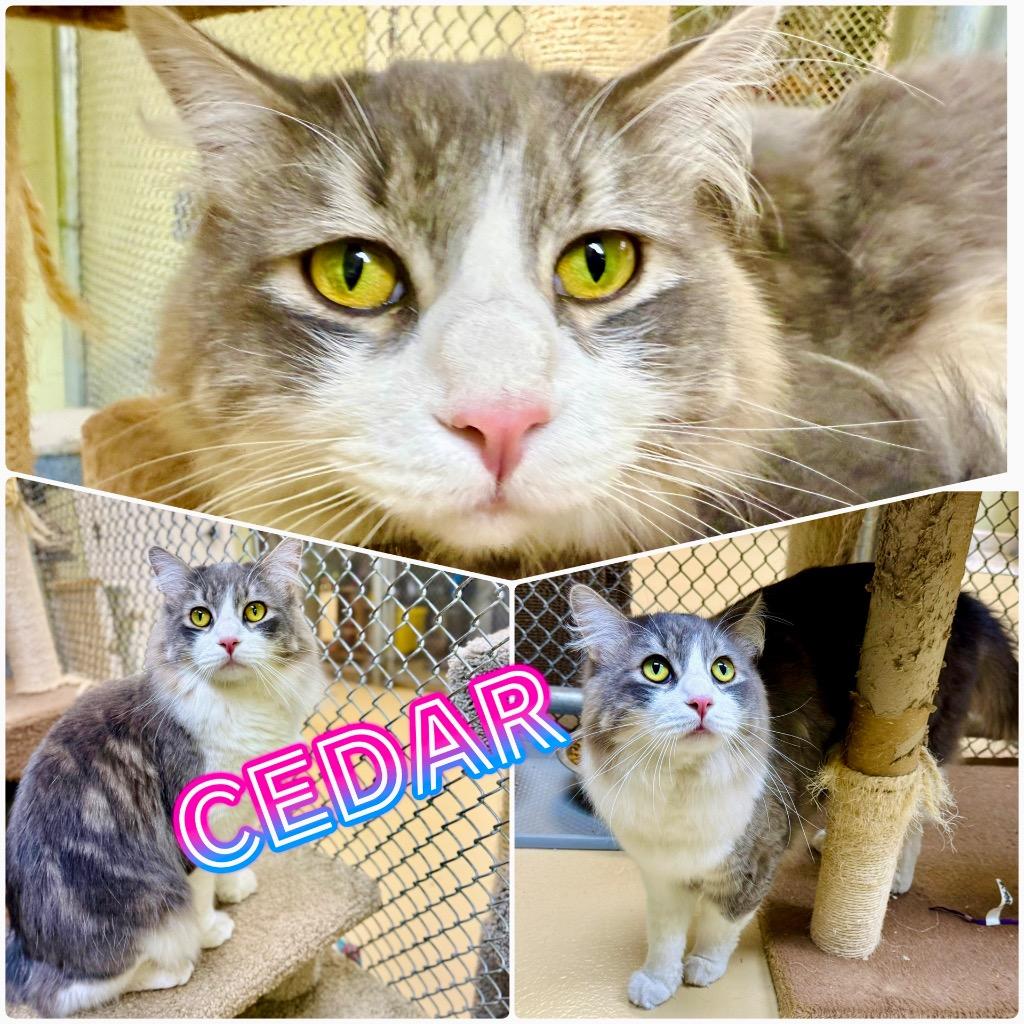 Enlarge Cedar, a ADOPTABLE Domestic Medium Hair in Saint George, UT image 1/1