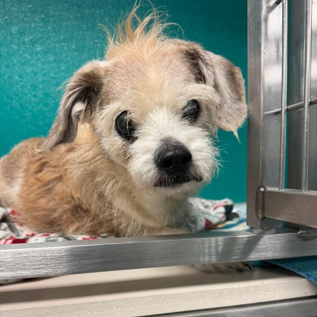 Ratatouille — thumbnail 2