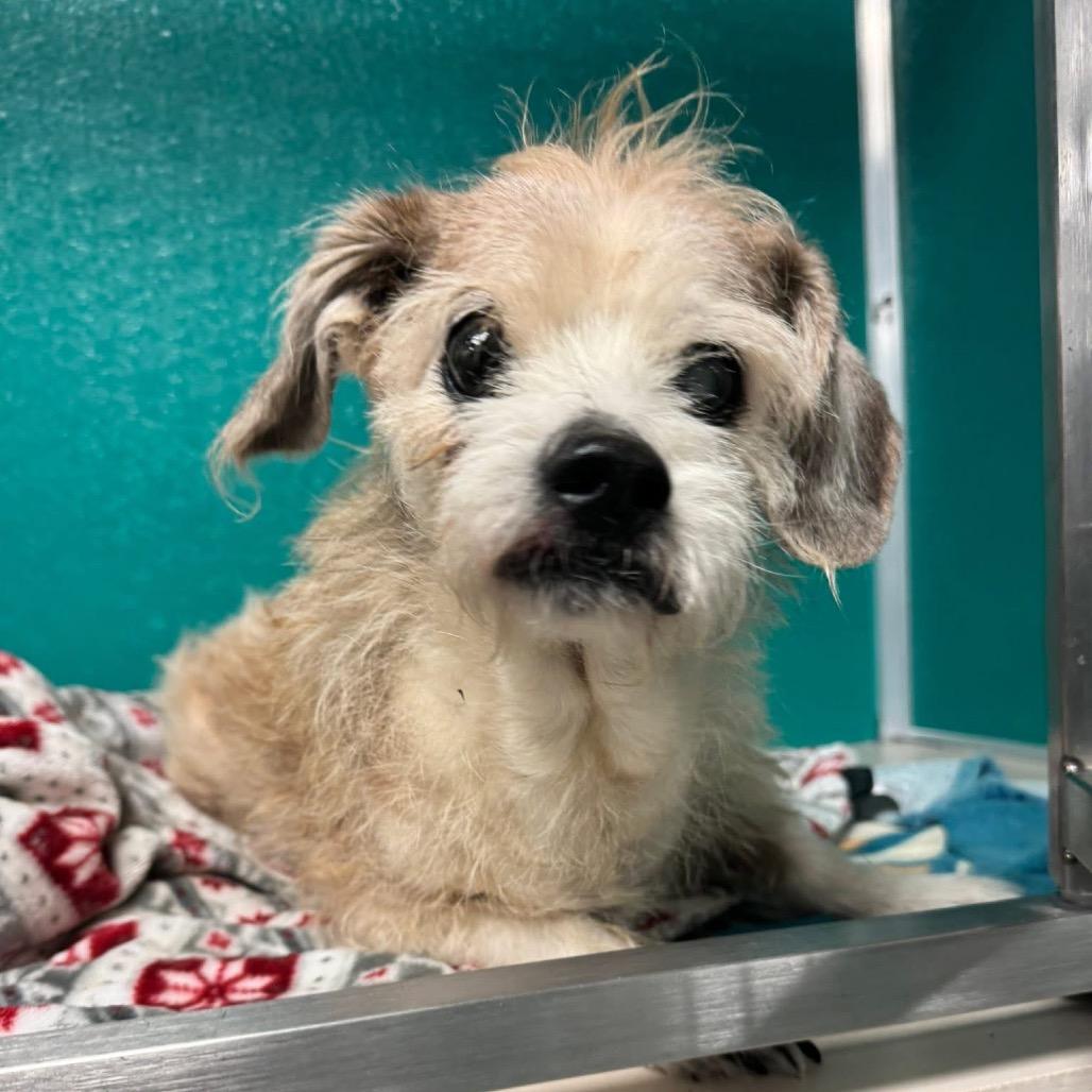 Ratatouille — thumbnail 3