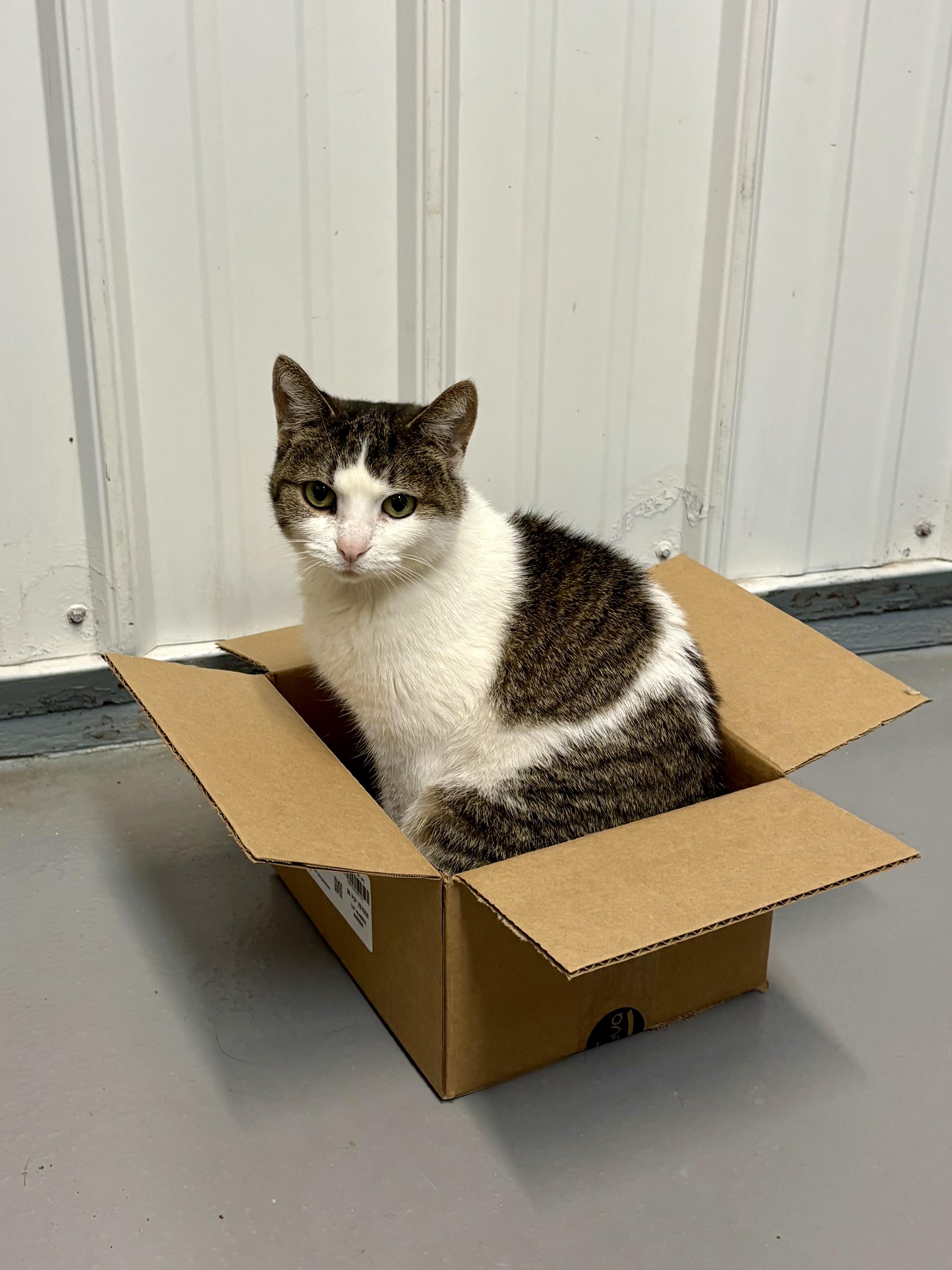 Salem, a Adoptable American Shorthair in Big Rapids, MI image 1/3