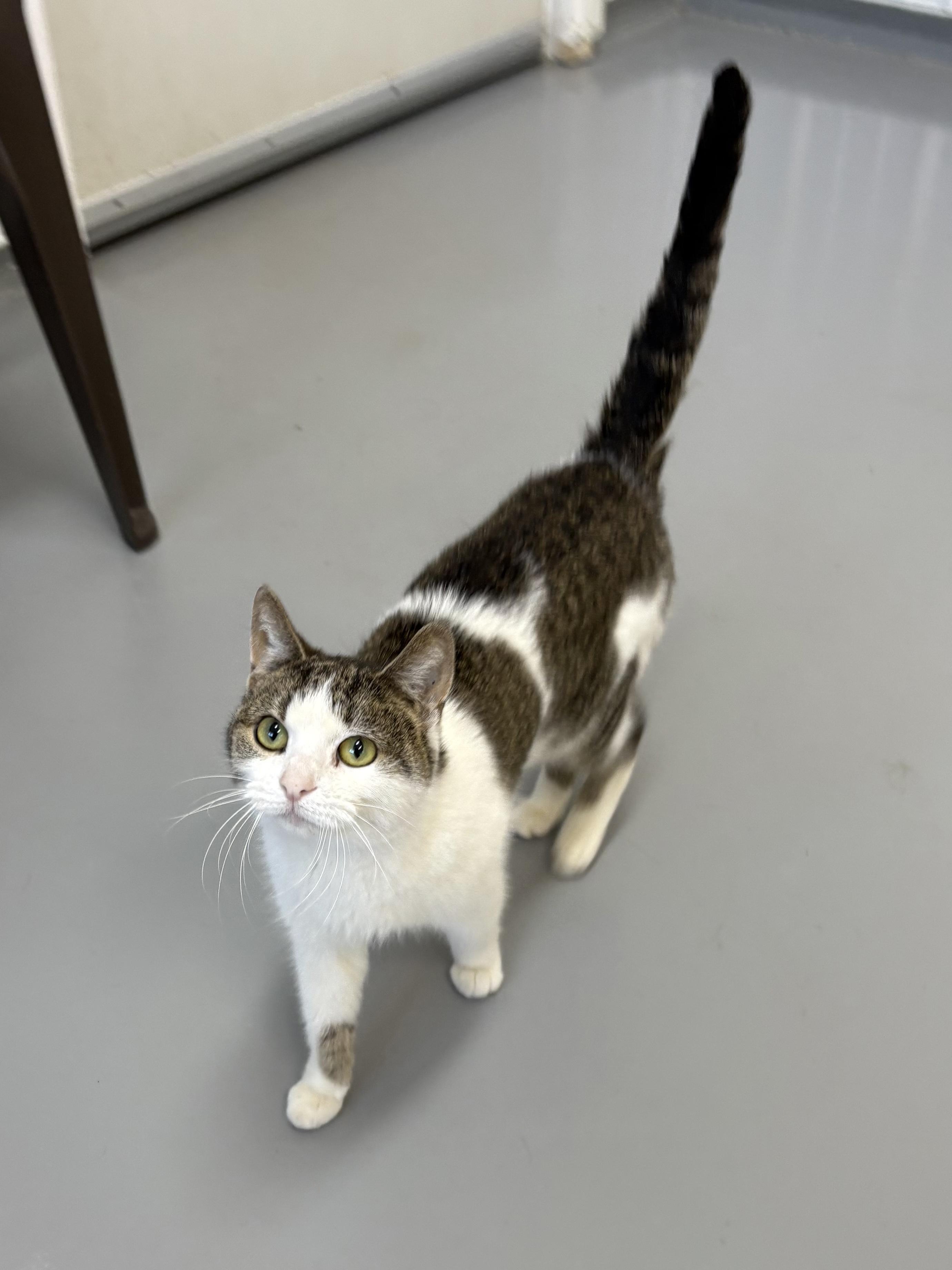 Salem, Adult Female unknown