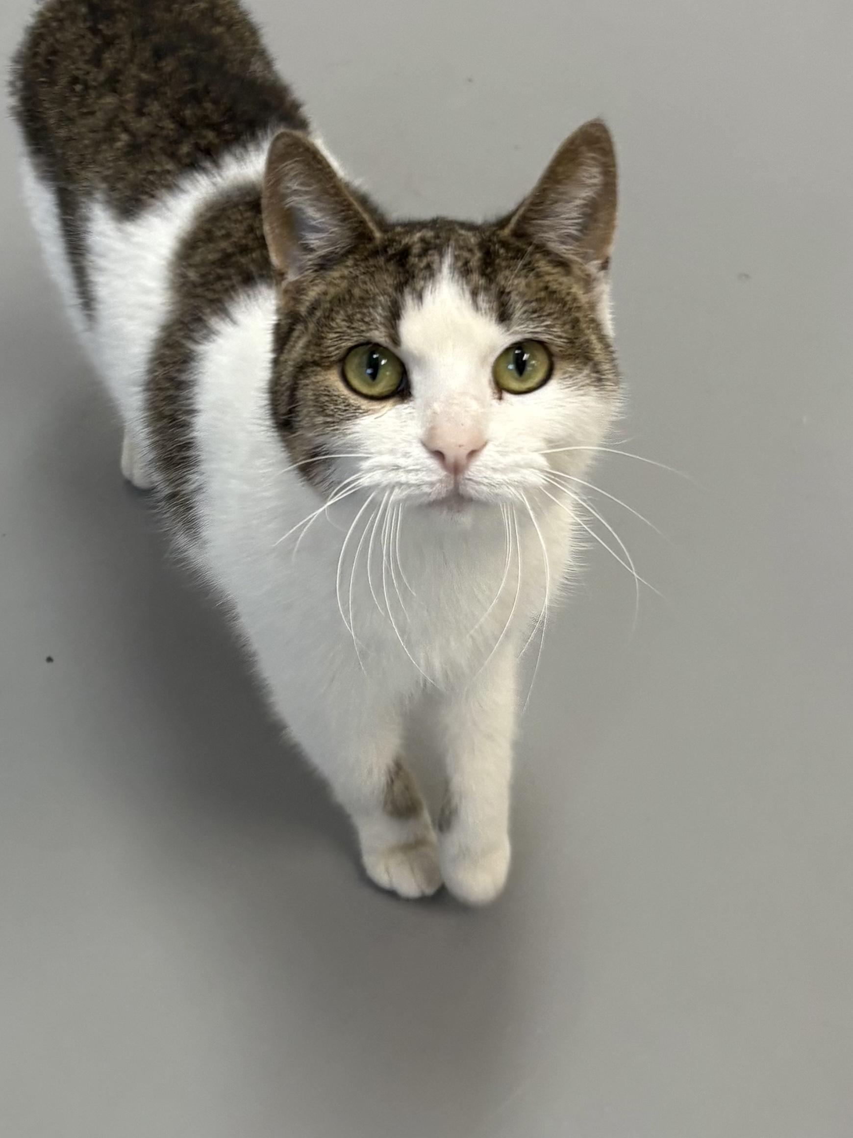 Salem, a Adoptable American Shorthair in Big Rapids, MI image 2/3