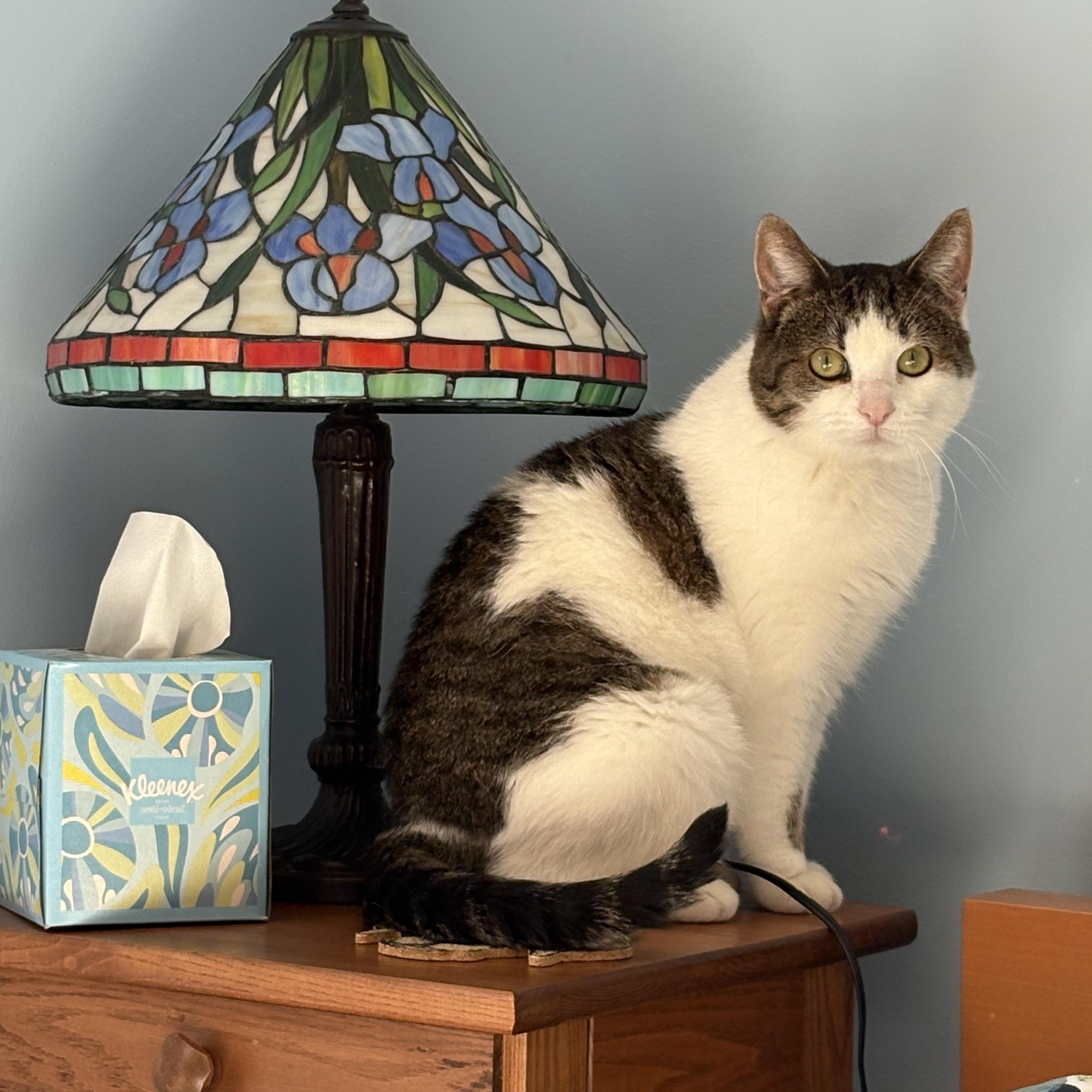 Salem, a Adoptable American Shorthair in Big Rapids, MI image 3/3