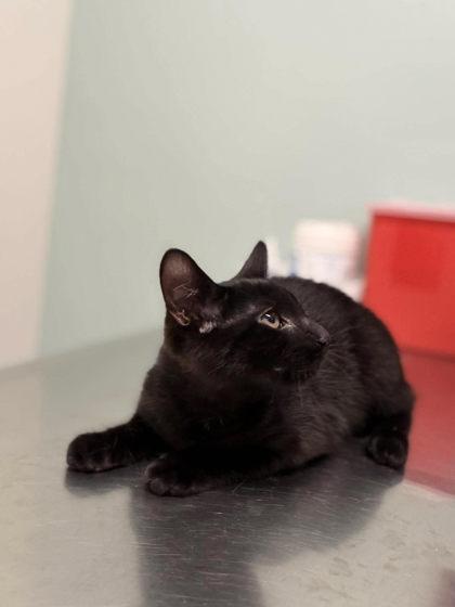 Cosmo, an adopted Domestic Short Hair in Annapolis, MD image 2/2