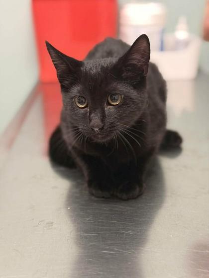 Cosmo, an adopted Domestic Short Hair in Annapolis, MD image 1/2