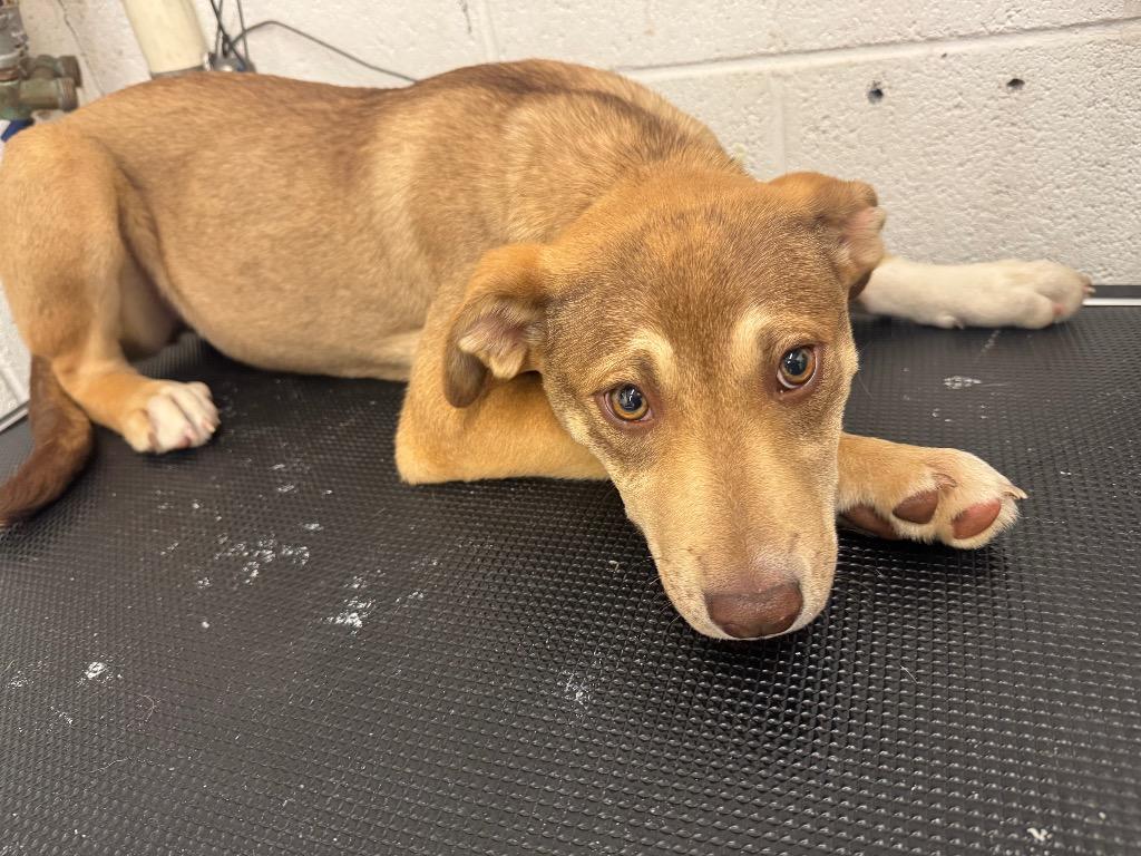 Morgan - Adoptable, Adoptable, Puppy Female Mixed Breed.