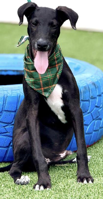 Pookie-from Royal Dog of Egypt to pool lover, an adoptable Saluki in Austin, TX, 78759 | Photo Image 5