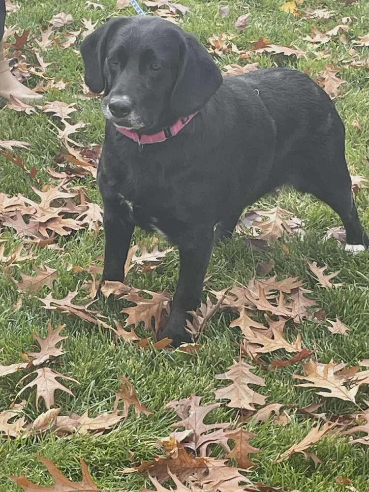 Ginny - Bonded with Renny, Adoptable, Adult Female Labrador Retriever & Basset Hound.