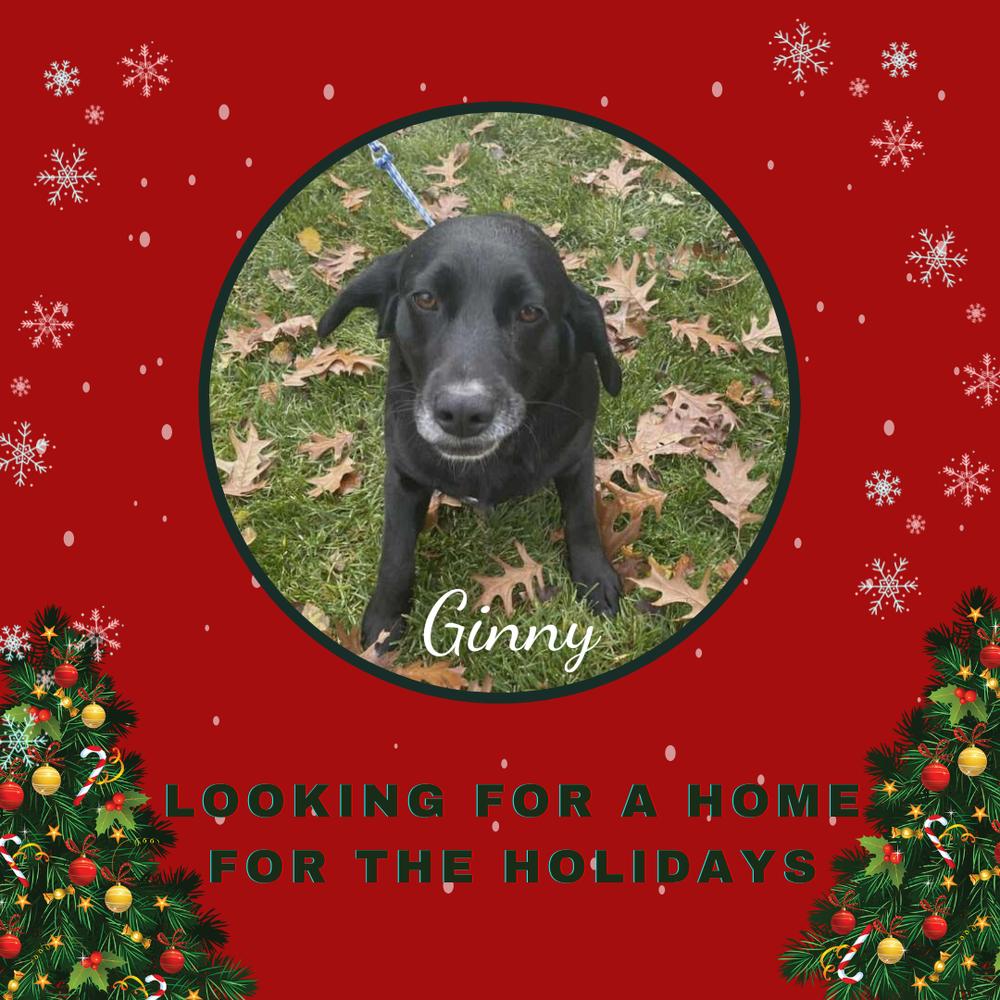 Ginny - Bonded with Renny, a Adoptable mixed breed in Elkhart , IN image 3/3