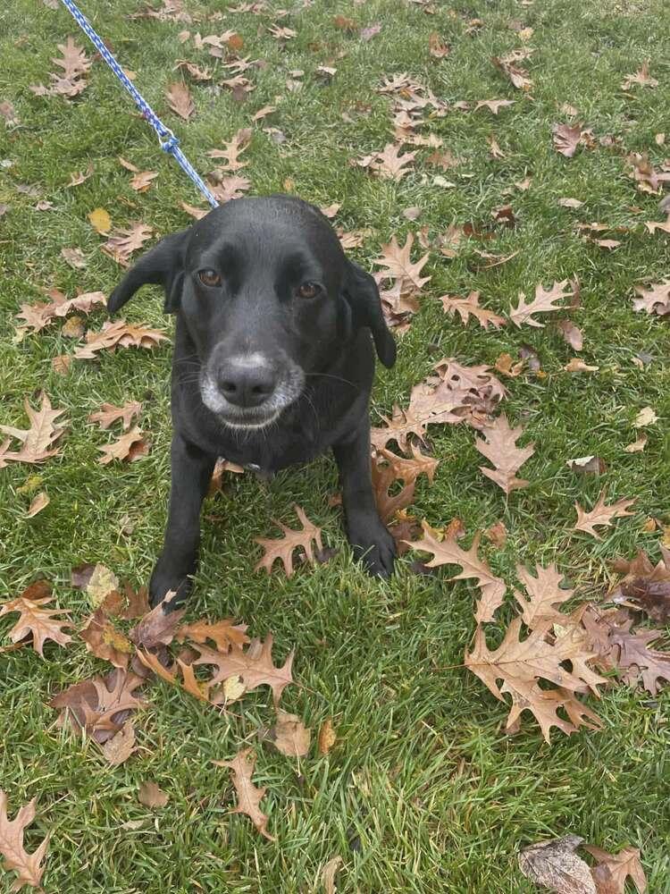 Enlarge Ginny - Bonded with Renny, a Adoptable mixed breed in Elkhart , IN image 3/3