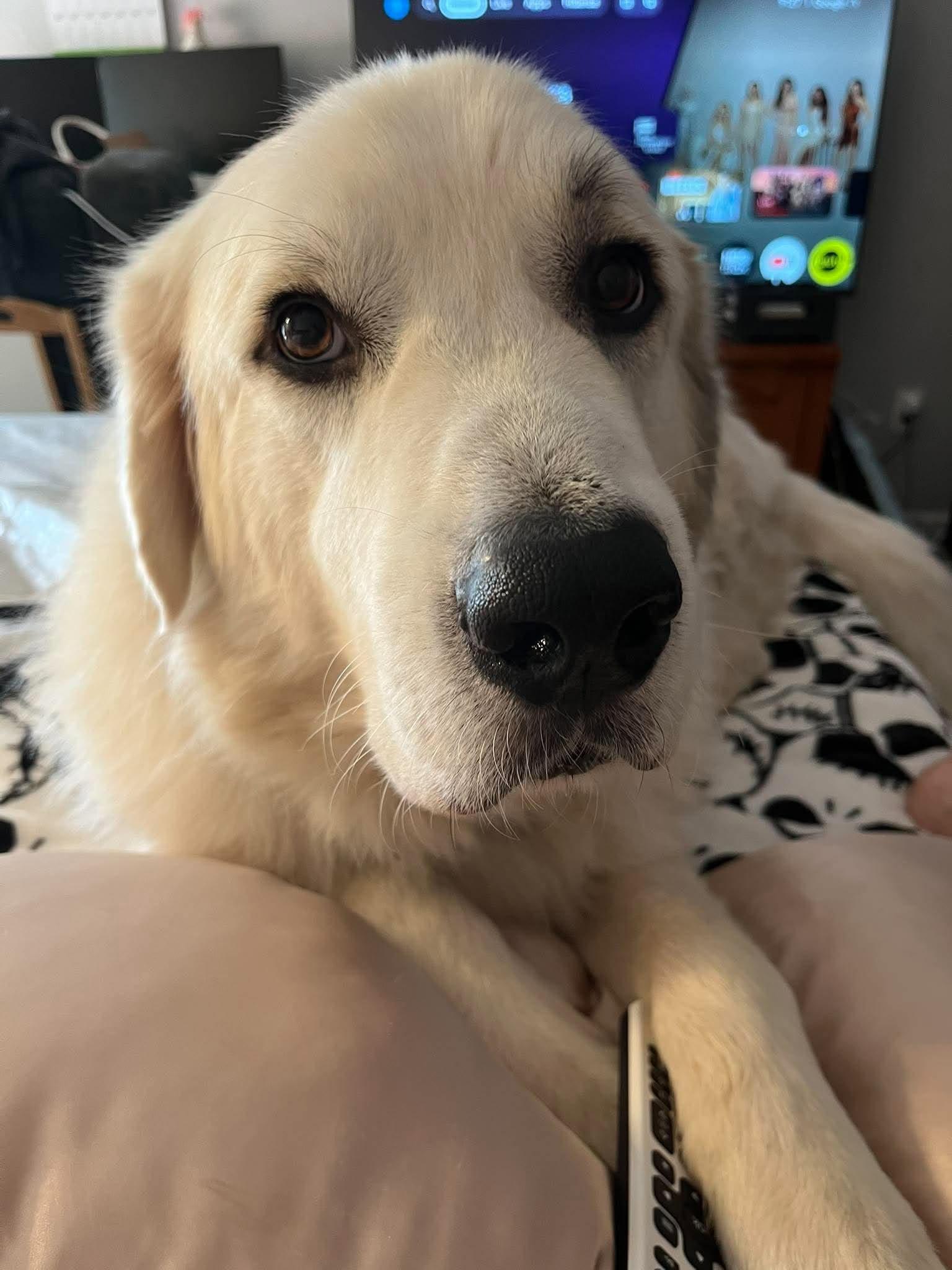 Enlarge Valkor, a Adoptable Great Pyrenees in Oklahoma City, OK, OK image 6/6