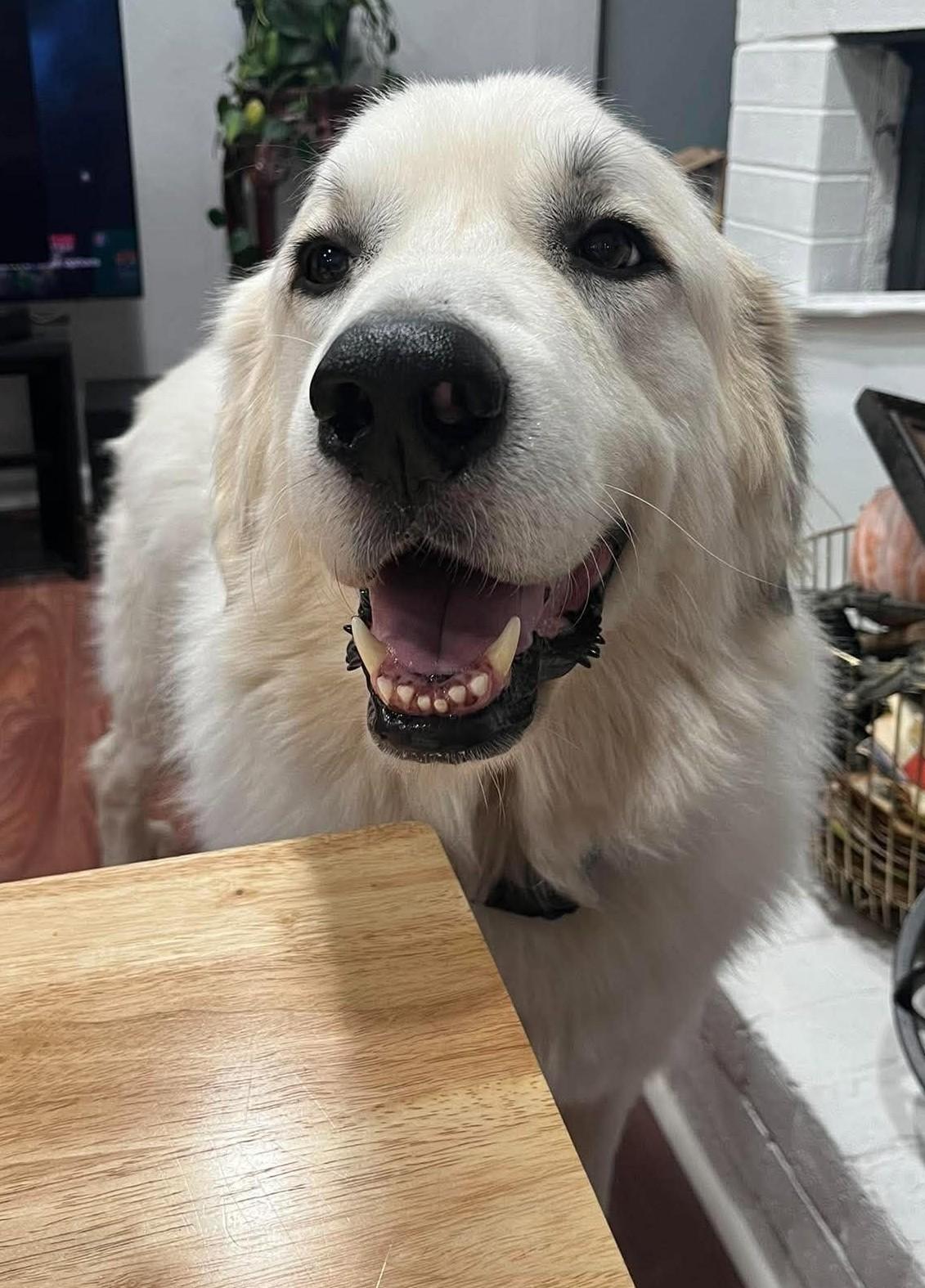 Enlarge Valkor, a Adoptable Great Pyrenees in Oklahoma City, OK, OK image 3/6