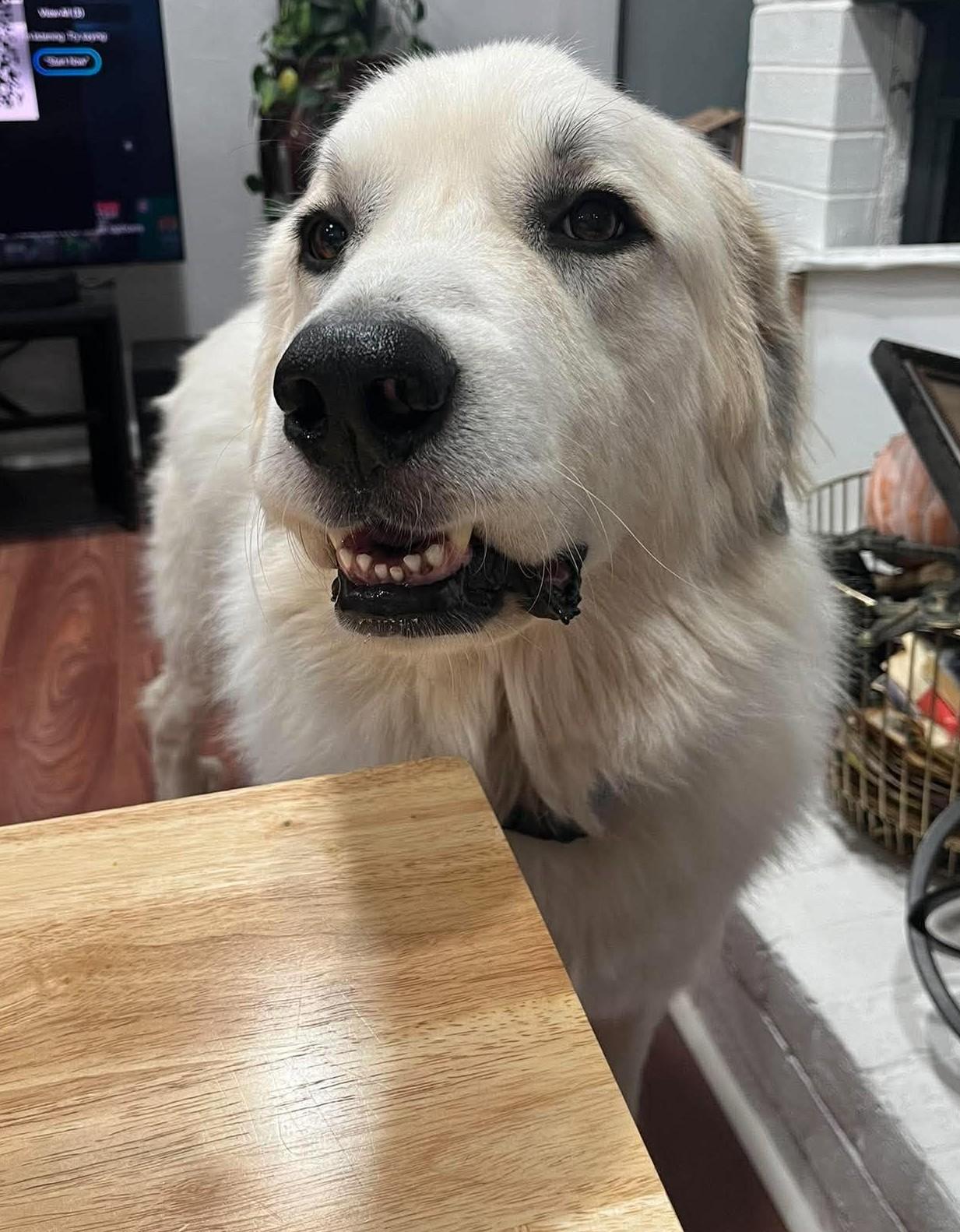 Enlarge Valkor, a Adoptable Great Pyrenees in Oklahoma City, OK, OK image 4/6