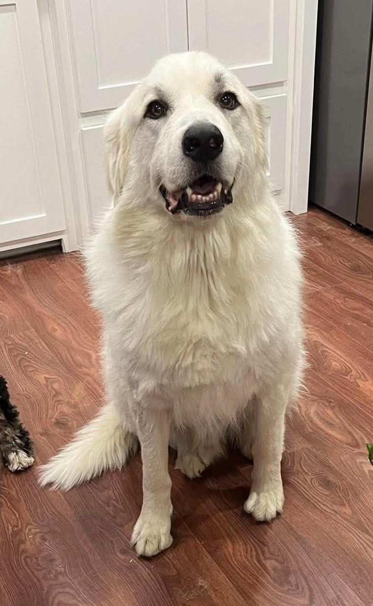 Enlarge Valkor, a Adoptable Great Pyrenees in Oklahoma City, OK, OK image 1/6