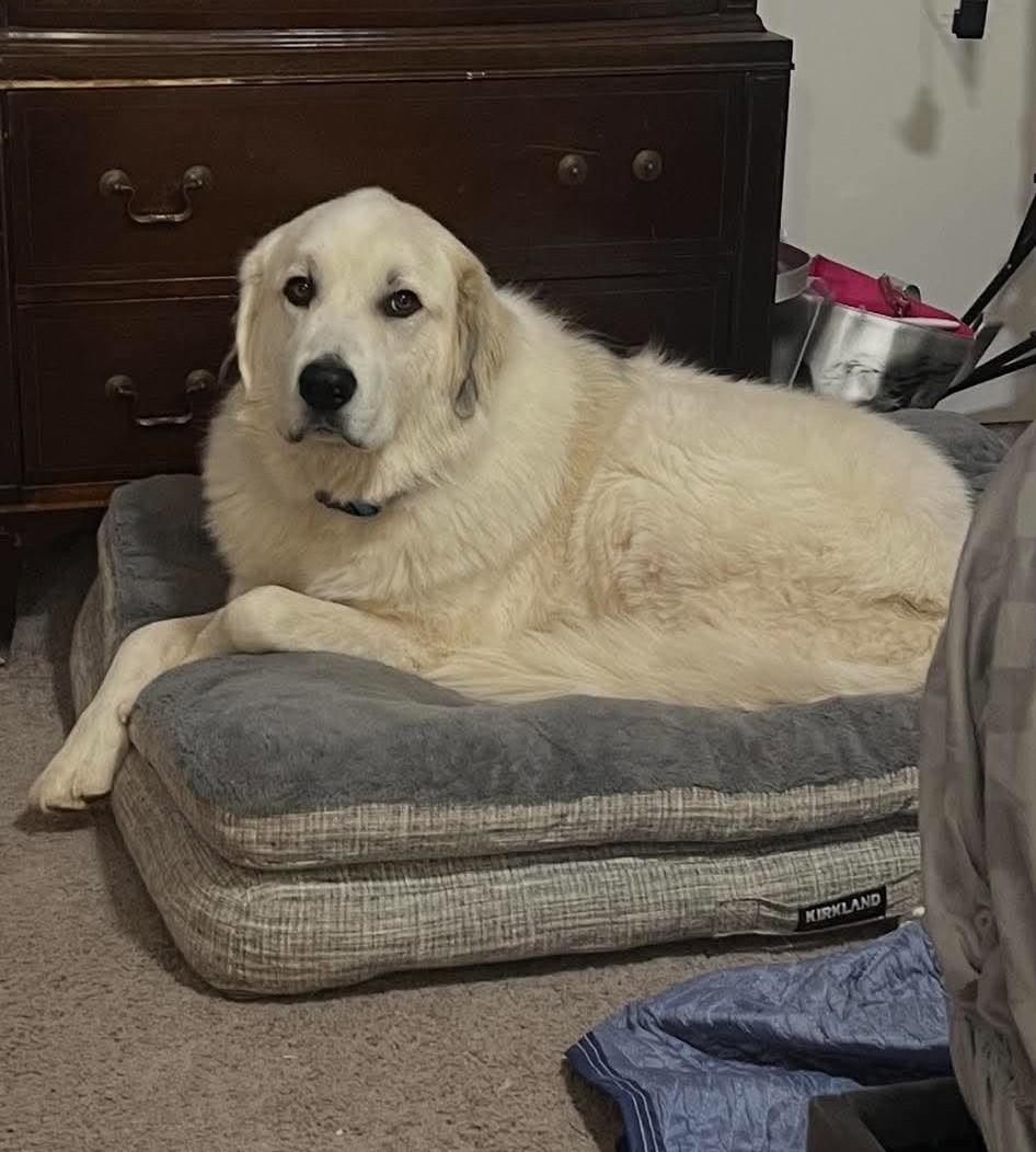 Enlarge Valkor, a Adoptable Great Pyrenees in Oklahoma City, OK, OK image 5/6