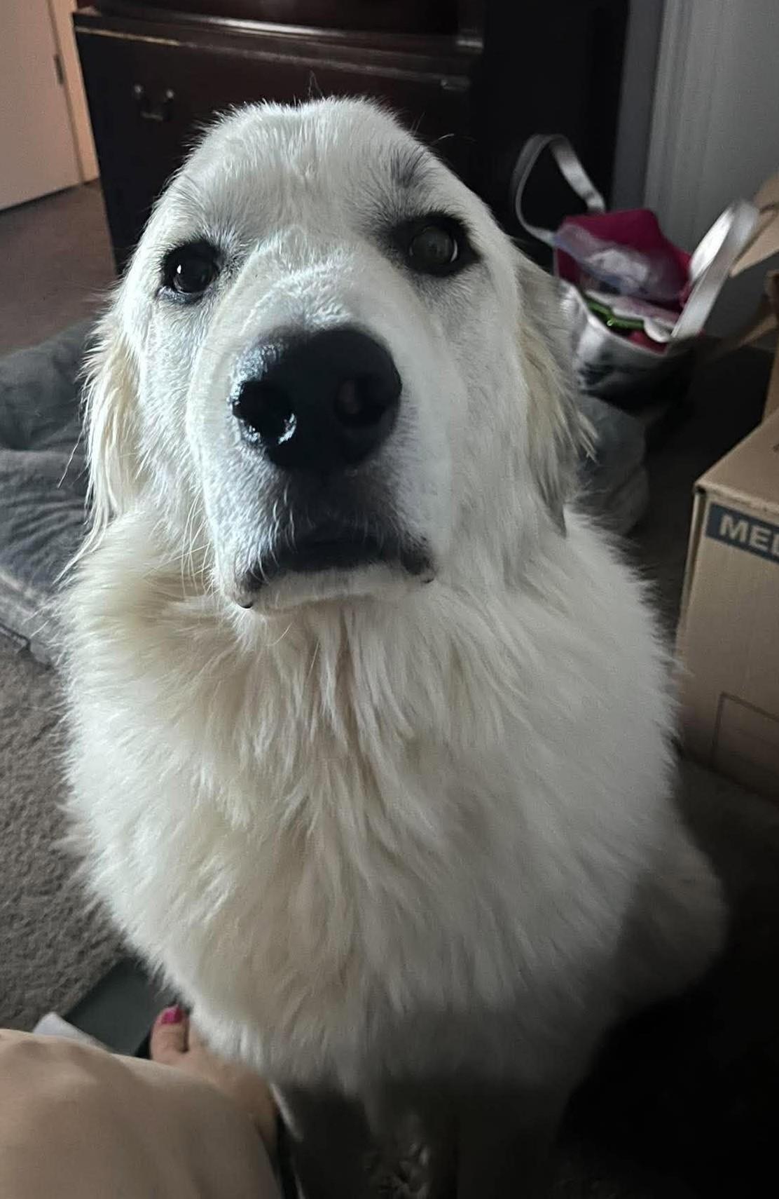 Enlarge Valkor, a Adoptable Great Pyrenees in Oklahoma City, OK, OK image 2/6